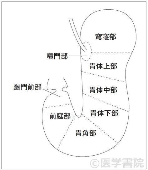 肝彎曲|大腸の解剖用語 (ガストロ用語集 2023 「胃と腸」47。